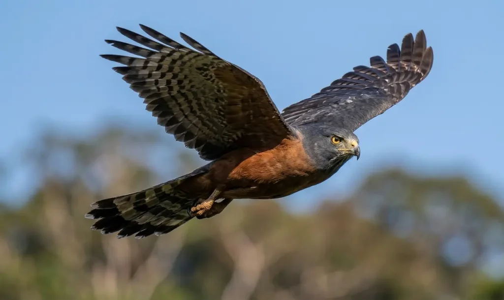 A Long-tailed Hawk on the Air Flying