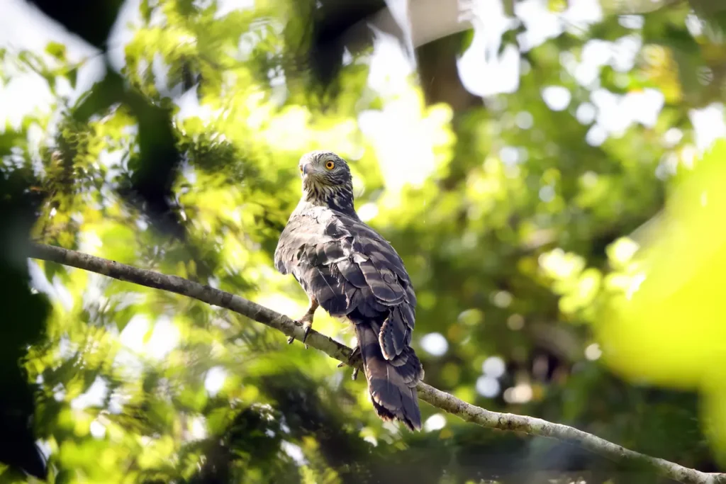 A Long-tailed Honey-buzzards Searching for Food 