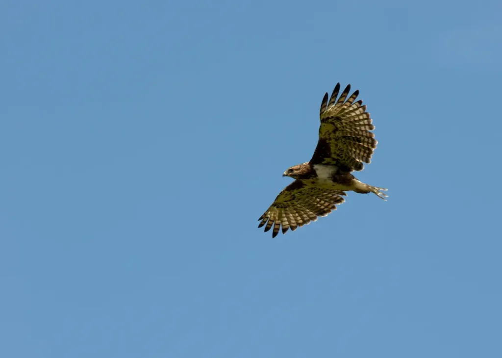A Madagascar Buzzards Flying in the Air 