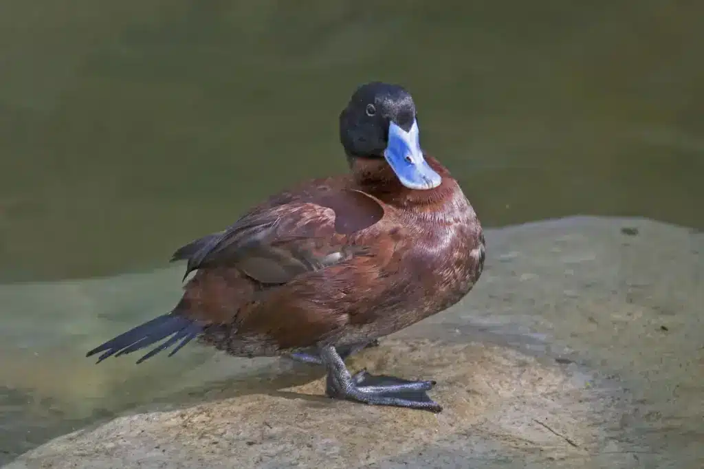 A Male Maccoa Duck Resting On A Rock