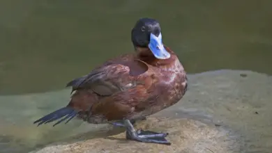 A Male Maccoa Duck Resting On A Rock