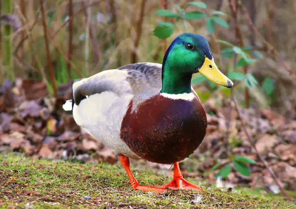 A Male Mallard Dabbling Ducks 