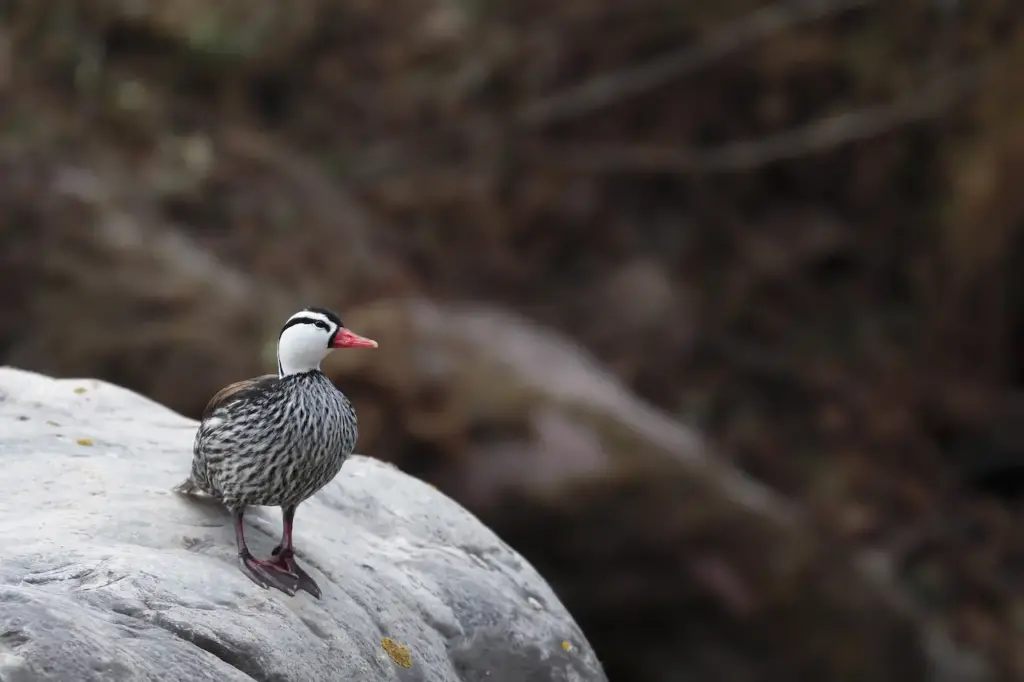 A Male Torrent Ducks Sitting On A Rock