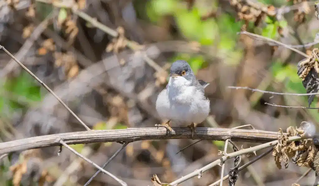 A Menetries's Warbler Perched on Tree 