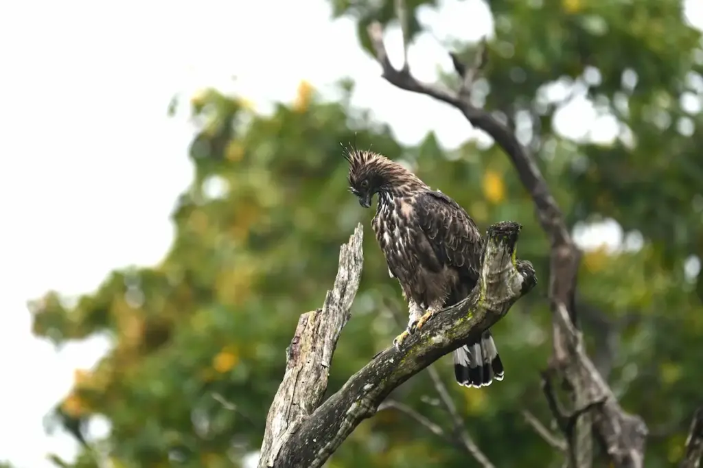 A Mountain Hawk-eagles Perched on Tree