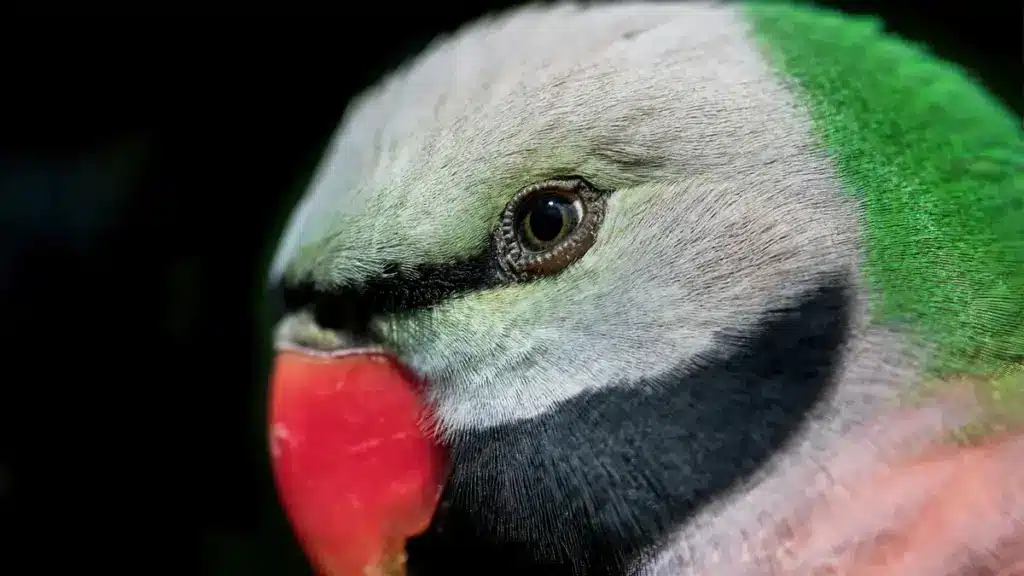 A Moustache Parrot Head Close Up