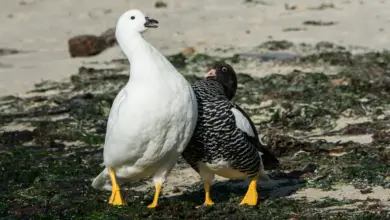 A Pair Of Kelp Geese Walking In The Shore