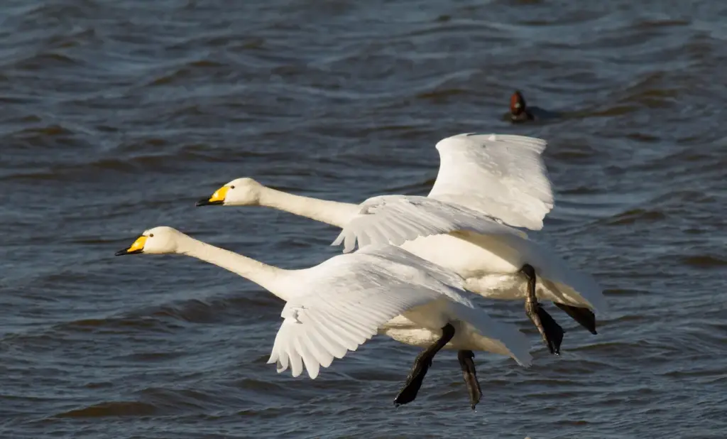 A Pair Of Whooper Swans Flies Above The Water