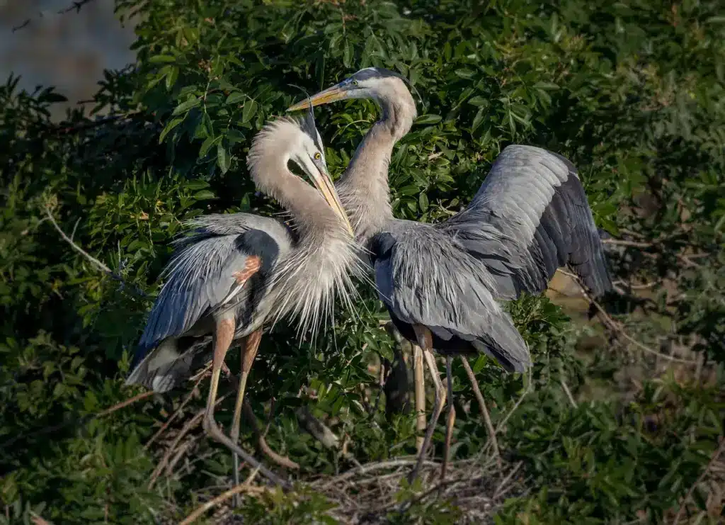 A Pair Of Young Great Blue Herons On The Nest