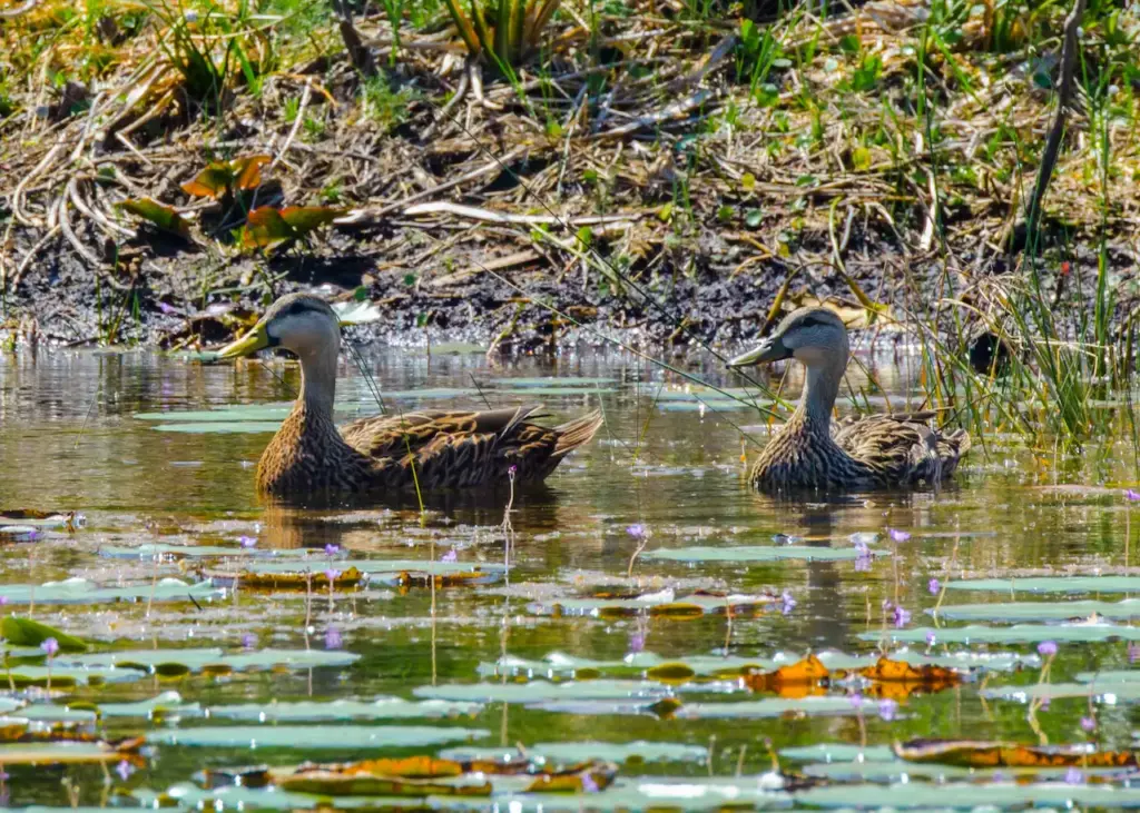 A Pair of American Black Ducks Swimming In The Pond