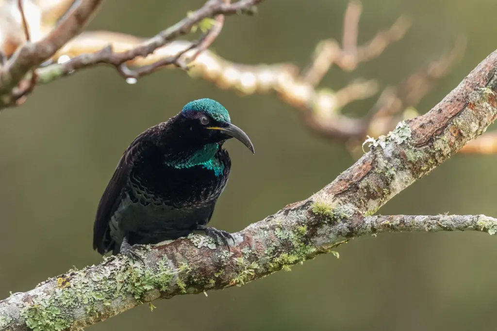 A Paradise Riflebird Perched on Tree 