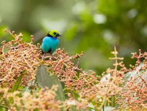 A Paradise Tanager In A Fruit Bush