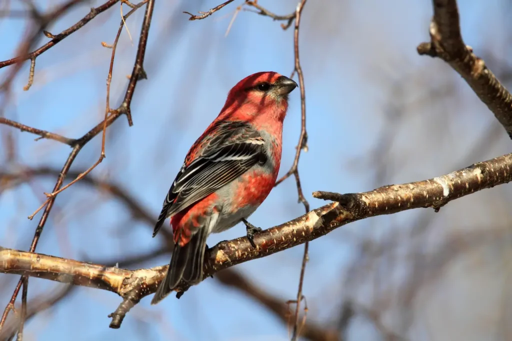 A Pine Grosbeak Perched on Tree