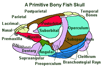 A Primitive Bony Fish Skull