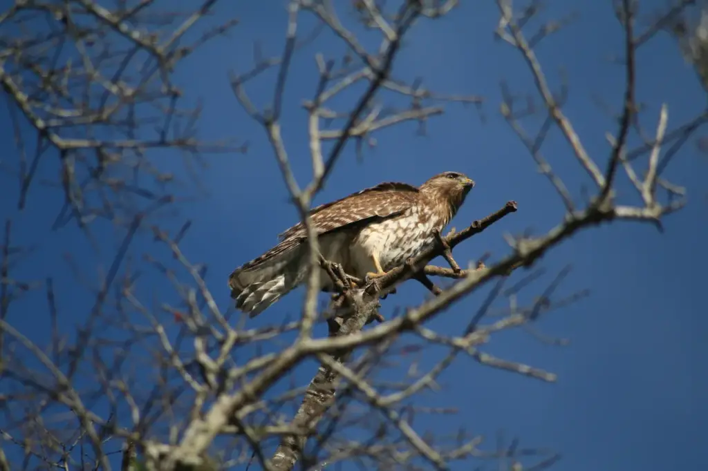 A Short-tailed Hawk Alone on a Tree 