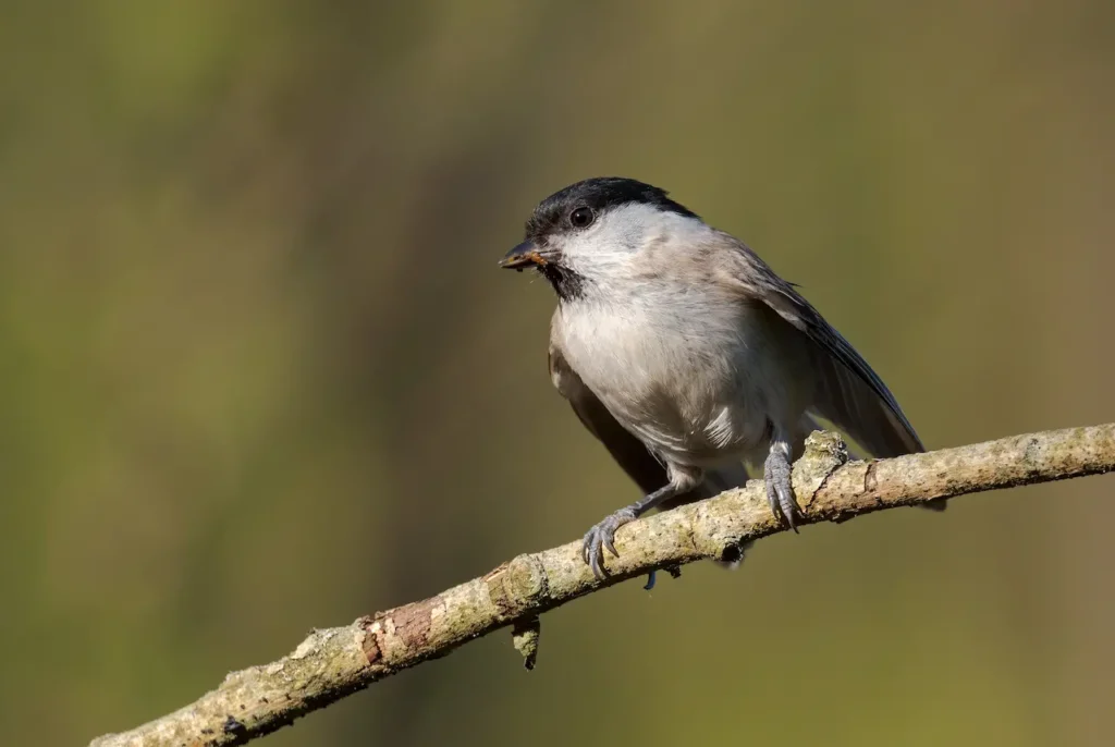 A Songar Tit Perched on Tree Twig