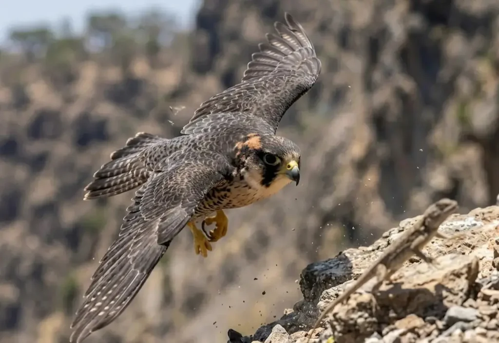 A Taita Falcon Trying to Catch a Lizard 
