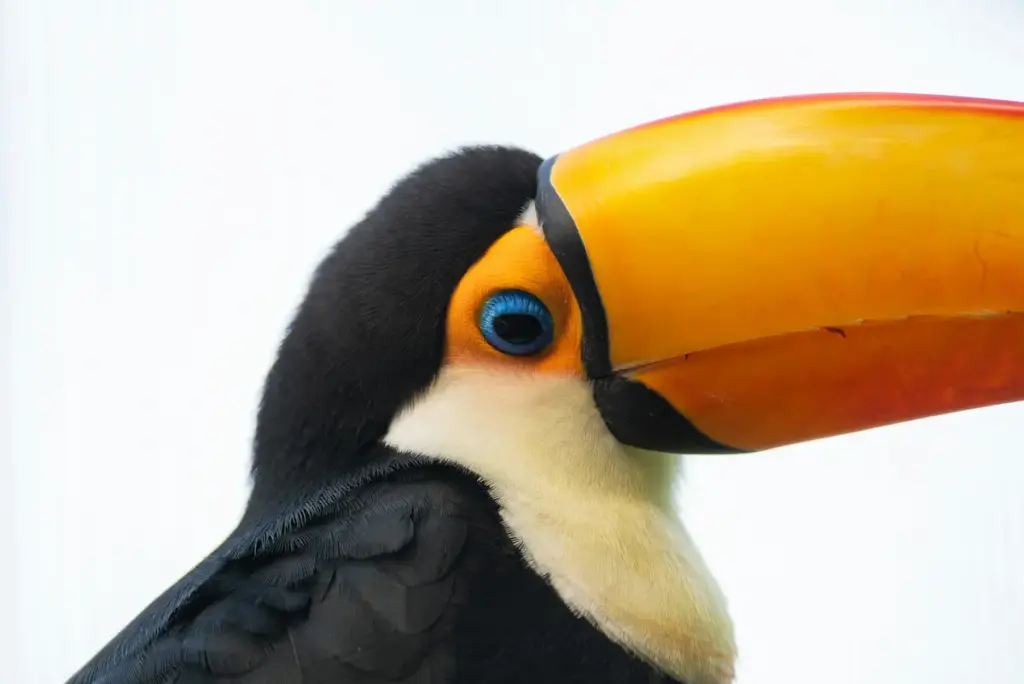 A Toucan Bird Head Close Up