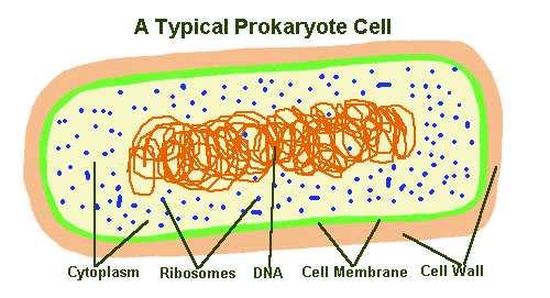 A Typical Prokaryote Cell Bacteria