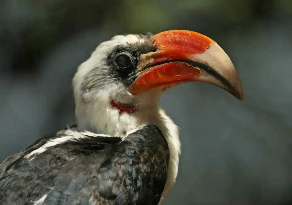 A Von der Decken's Hornbills Close up