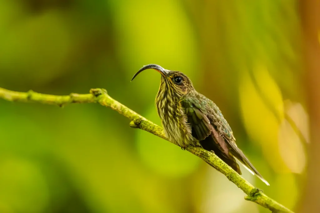 A White-tipped Sicklebill Perched on Tree 