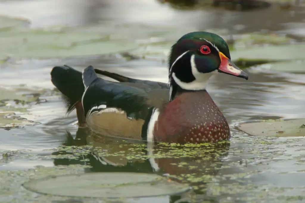 A Wood Duck Floating in the Water