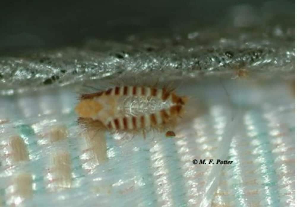 furniture carpet beetle - Anthrenus flavipes (LeConte)