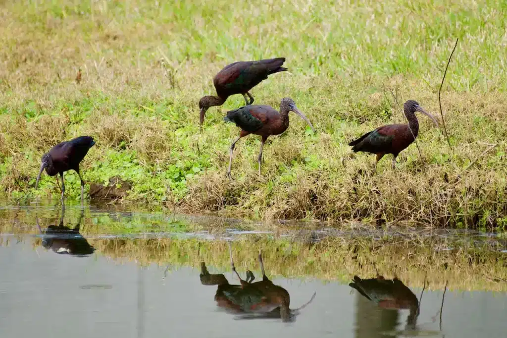 A flock of Red-Naped Ibis on a pond searching for food