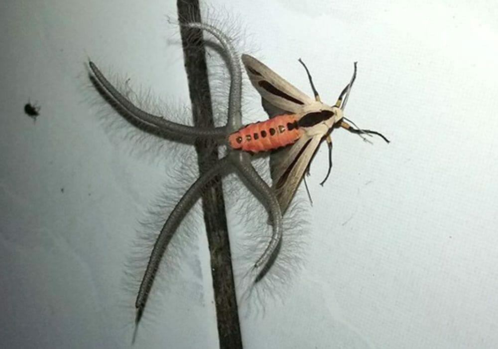 Baphomet Moth