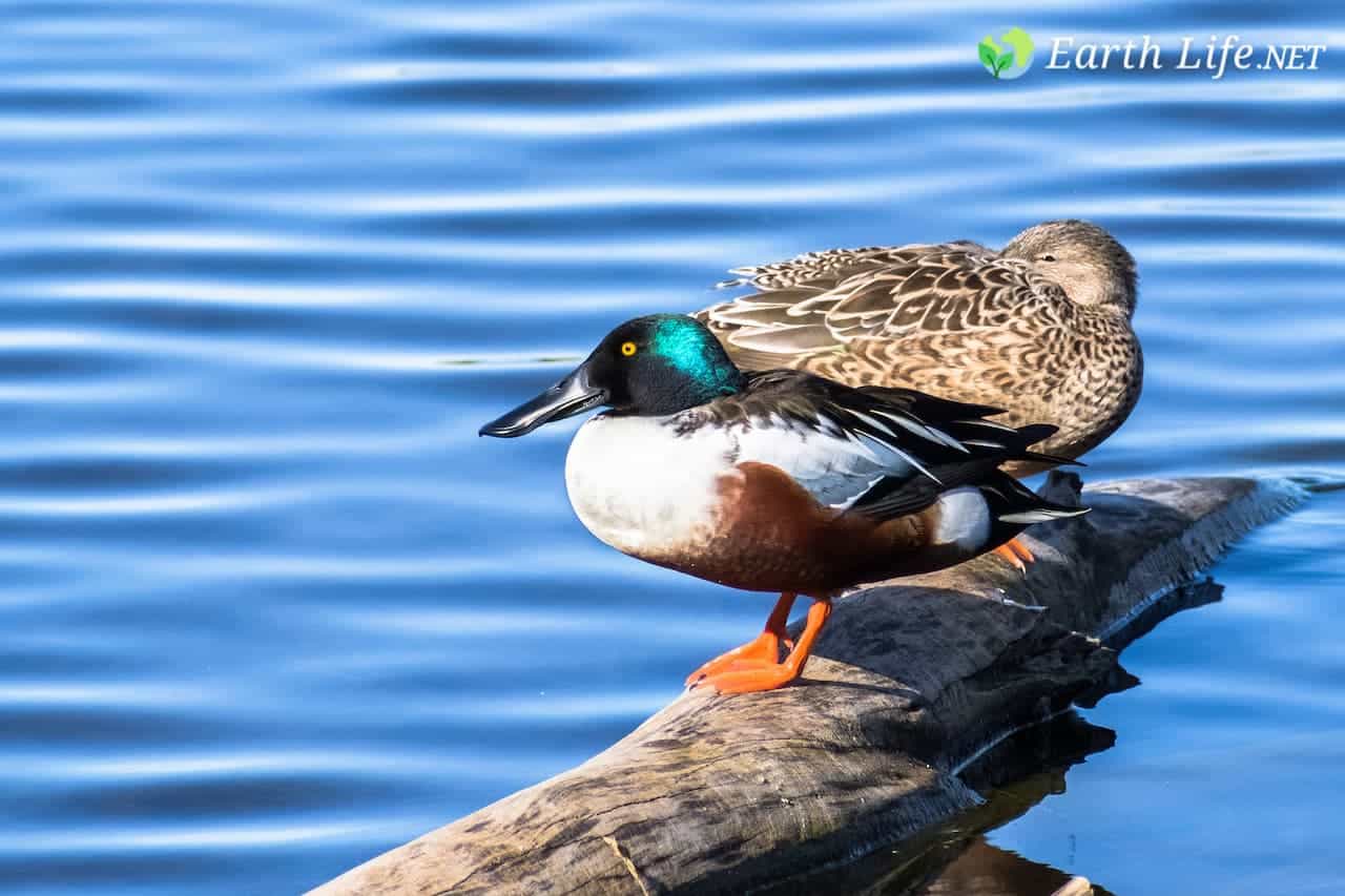 A pair of Northern Shovelers Anas clypeata resting on a log