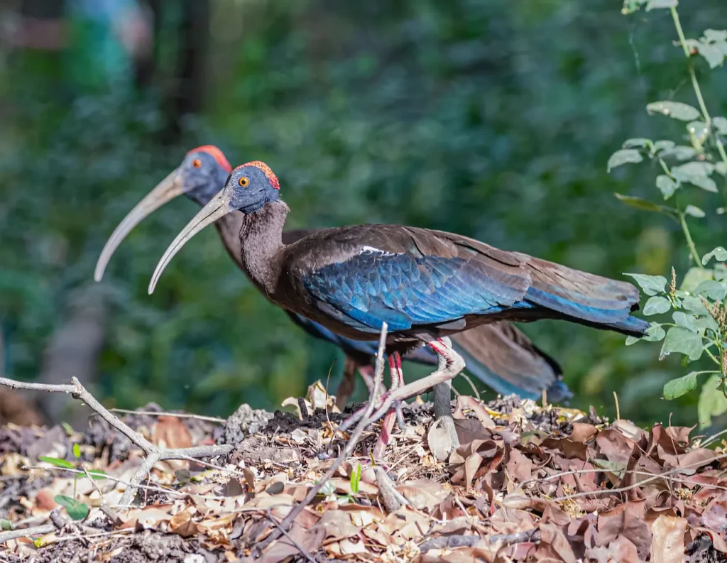 A pair of Red-Naped Ibises walking together