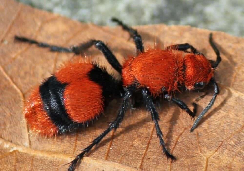 A-wingless-female-velvet-ant
