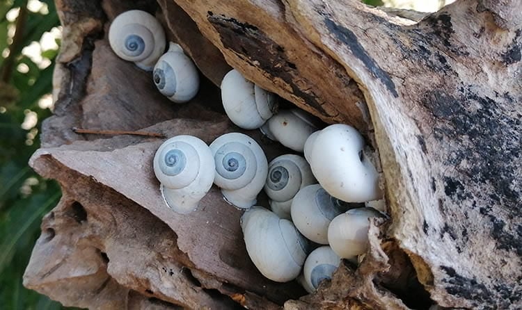 Snails In A Tree showing where snails live
