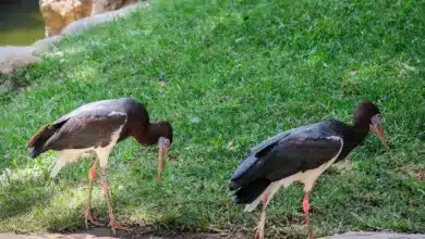 Two Abdim's Storks Near The Green Grass