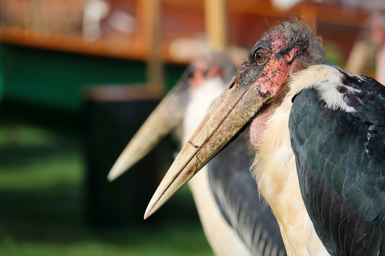 Abdim's Storks Head