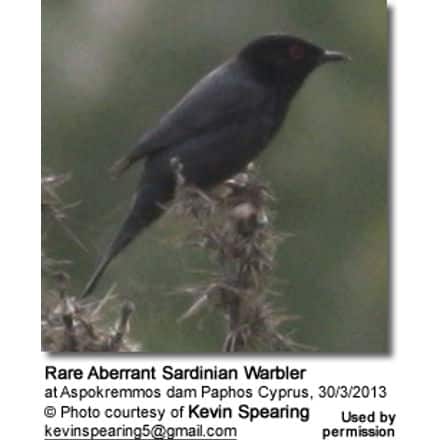 Aberrant Sardinian Warbler