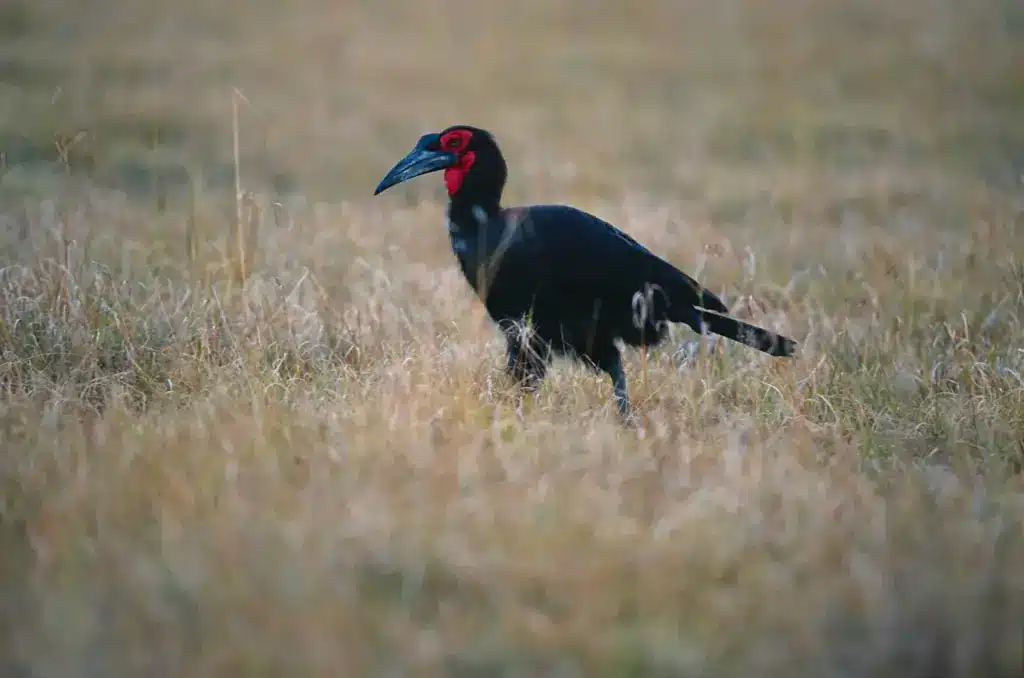 The Abyssinian Ground-hornbill Looking for Food