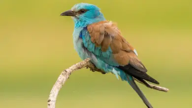 The Abyssinian Rollers Perched In A Thorn