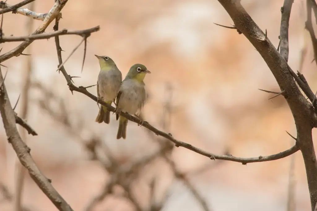 Abyssinian White-eyes Perched on a Branch 
