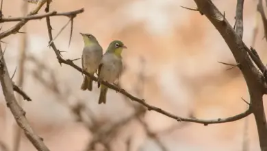 Abyssinian White-eyes Perched on a Branch