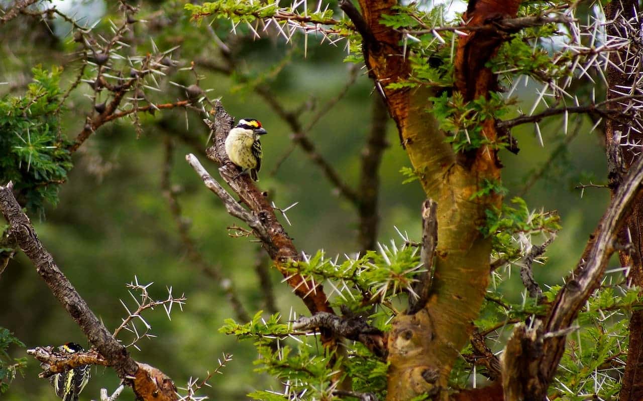 The Acacia-Pied-Barbet Sitting In A Branches That Have A Sharp Thorn