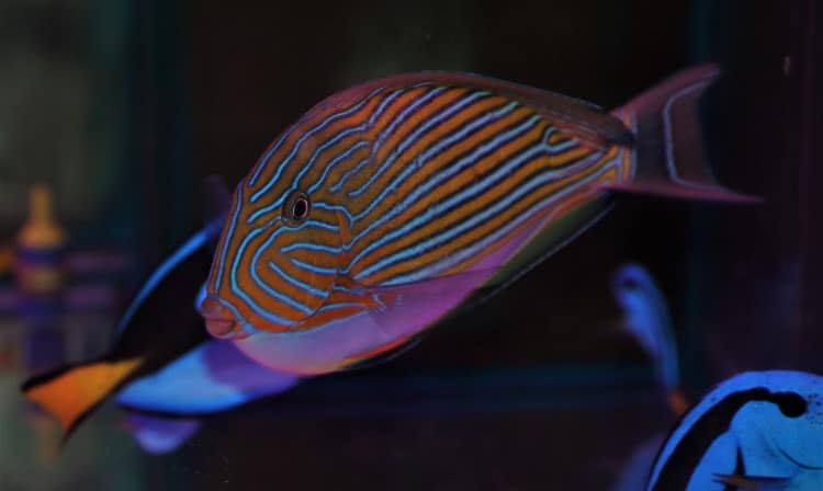 Acanthuridae surgeon fish feature image