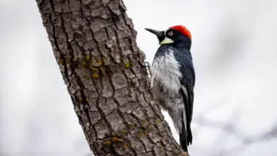 The Acorn Woodpeckers Perched Into The Woods