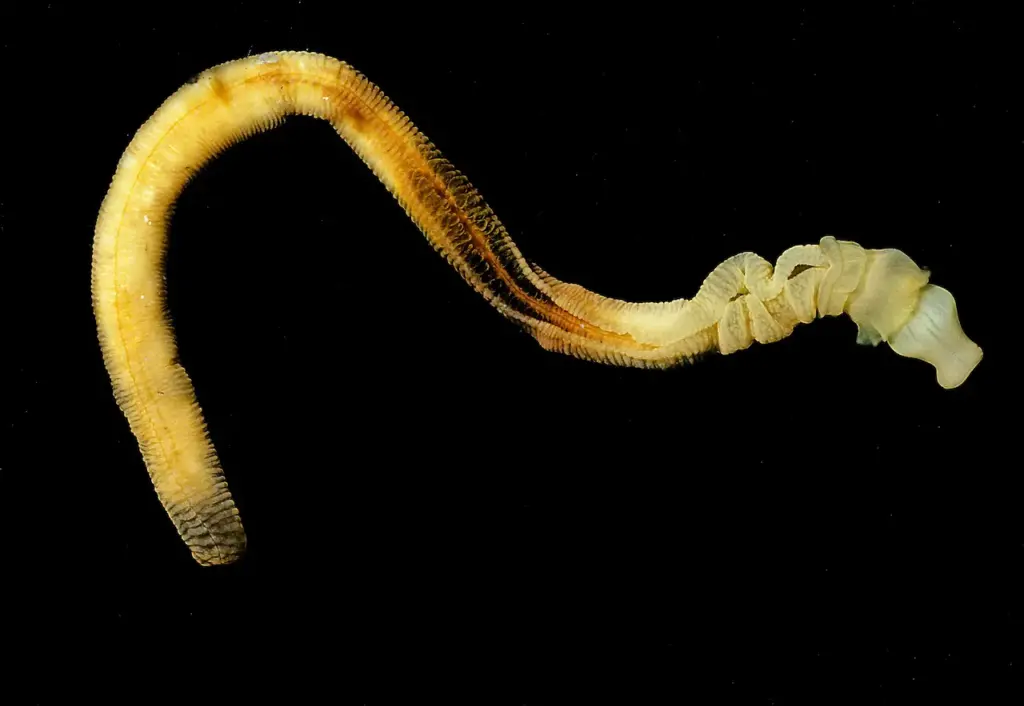 Acorn Worm (Enteropneusta) In Cook Islands