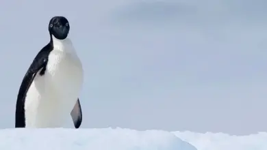 The Adélie Penguin In The Snow