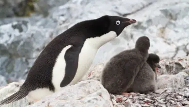 Adélie Penguins with Her Chick