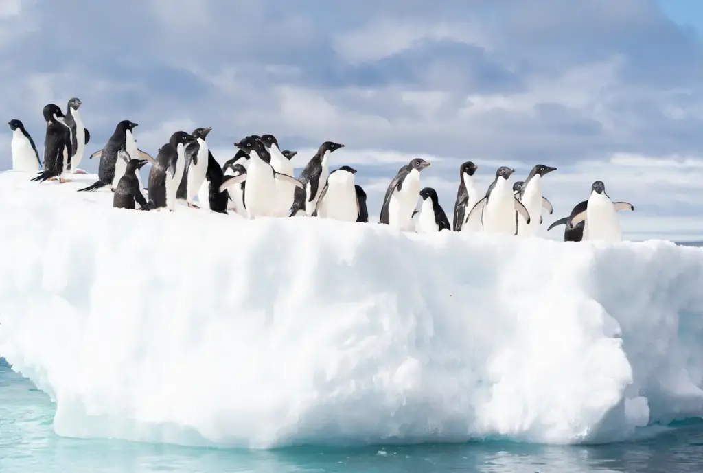 Adelie Penguins Gathering On An Ice Floe 
