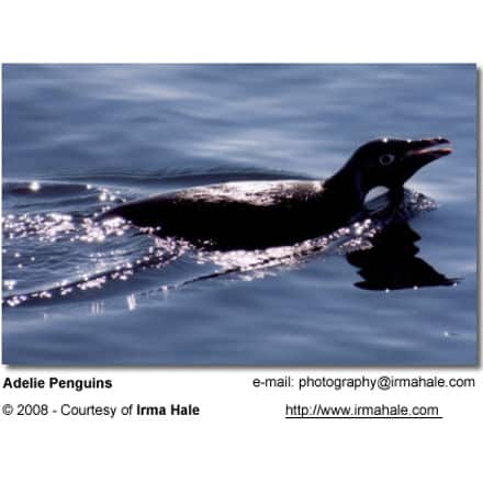 Adelie Penguin swimming