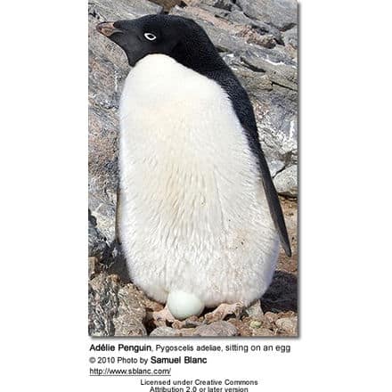 AdÃ©lie Penguin, Pygoscelis adeliae, sitting on an egg