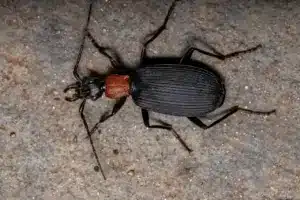 Adult False Bombardier Beetle (Pheropsophus verticalis)